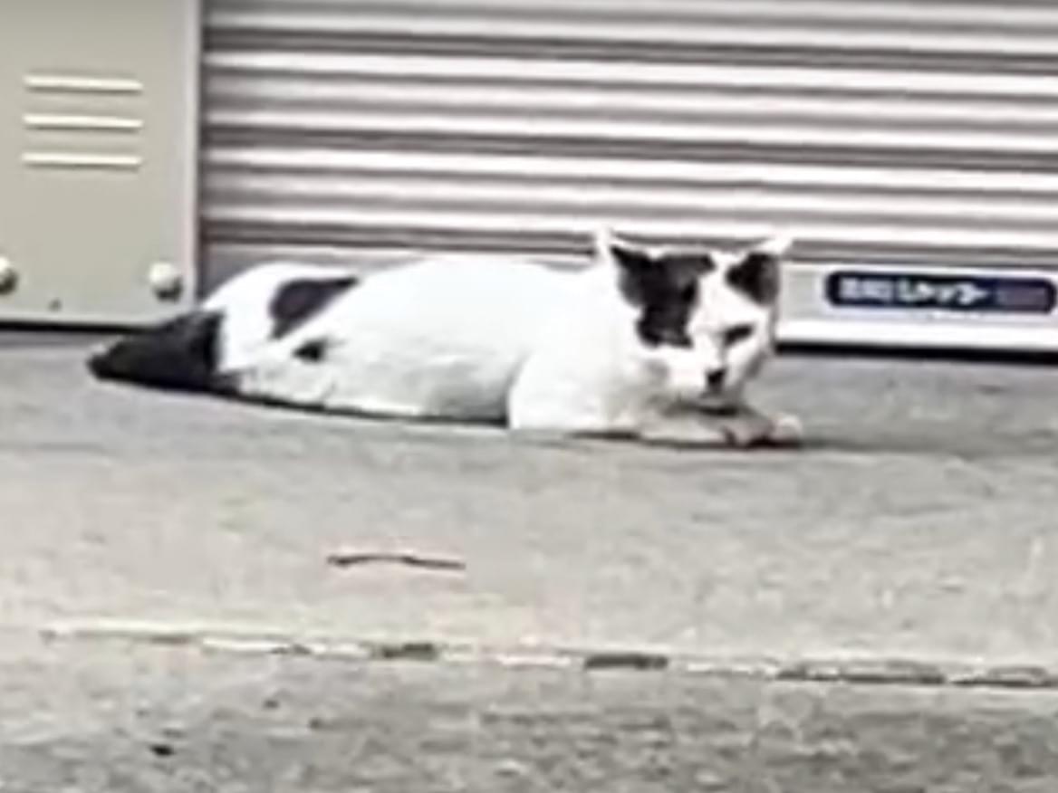 目撃された猫 目撃された猫