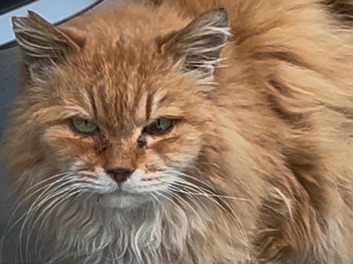 目撃された猫 目撃された猫