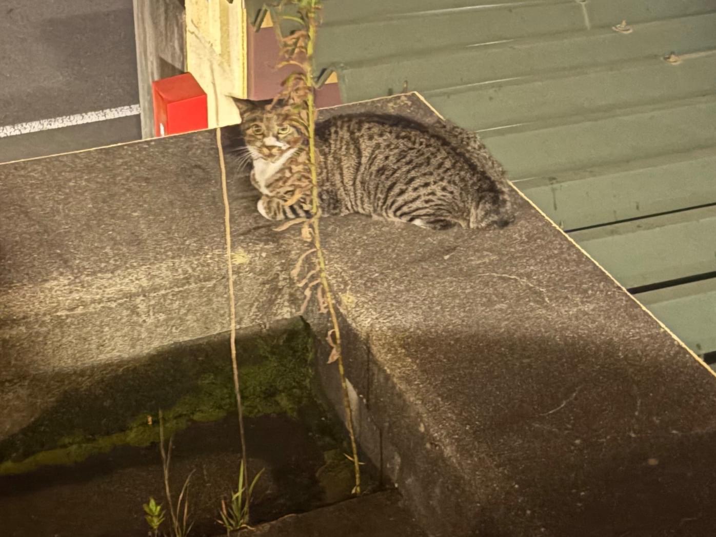 目撃された猫 目撃された猫