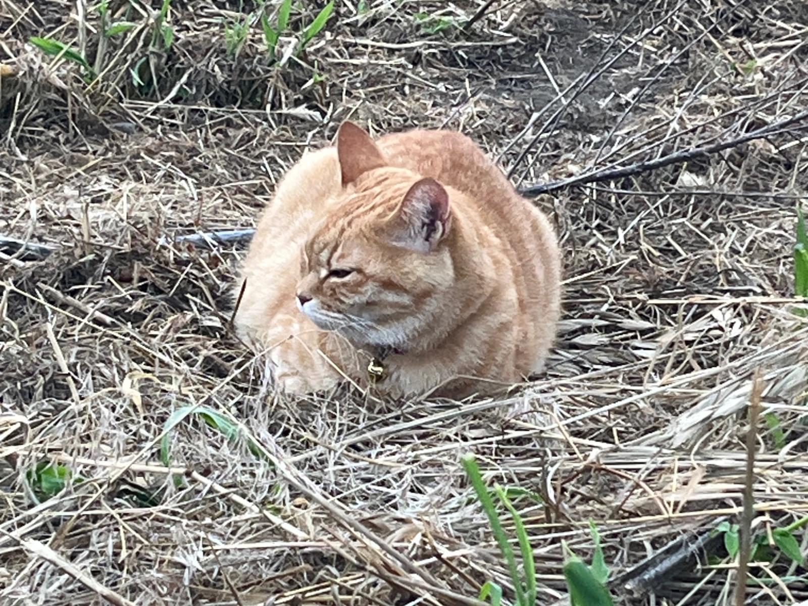 目撃された猫 目撃された猫