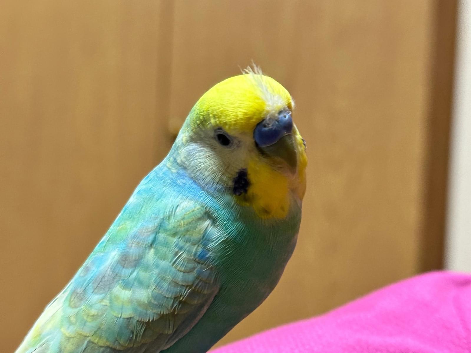 うめちゃん うめちゃん