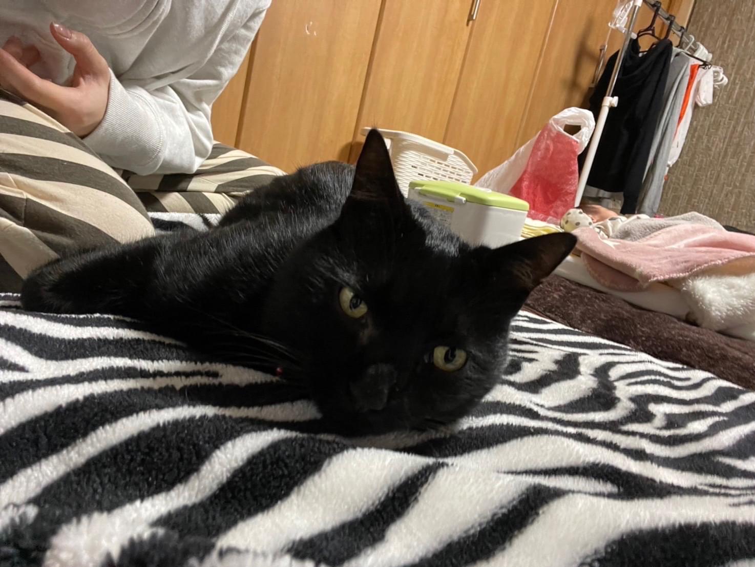ジジちゃん ジジちゃん