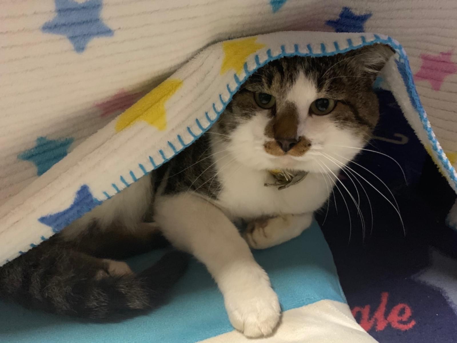 シュラちゃん シュラちゃん