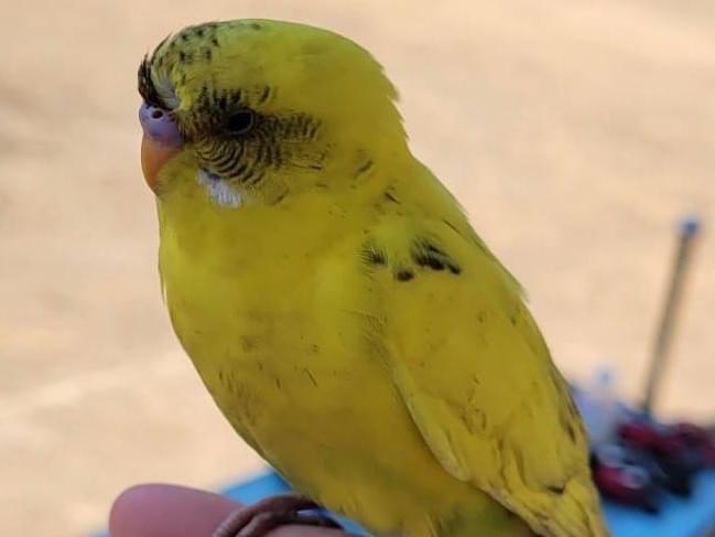 保護された鳥 保護された鳥