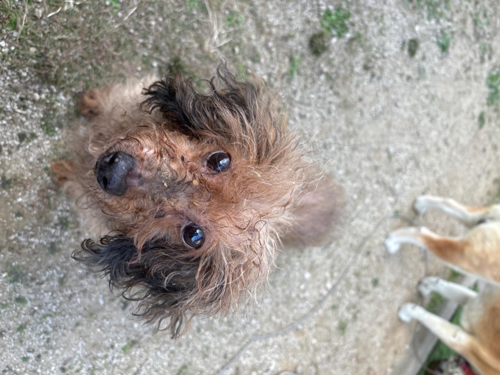 目撃された犬 目撃された犬