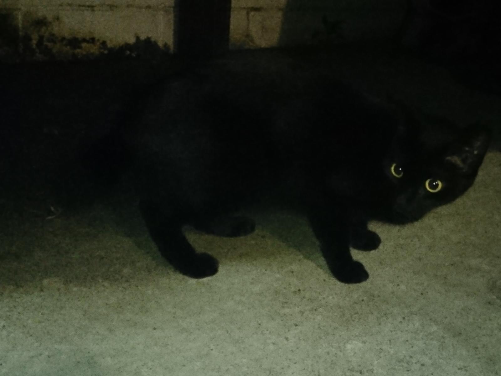 目撃された猫 目撃された猫