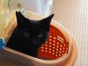 【絶品】 右耳さくらカットの黒猫です トートバッグ