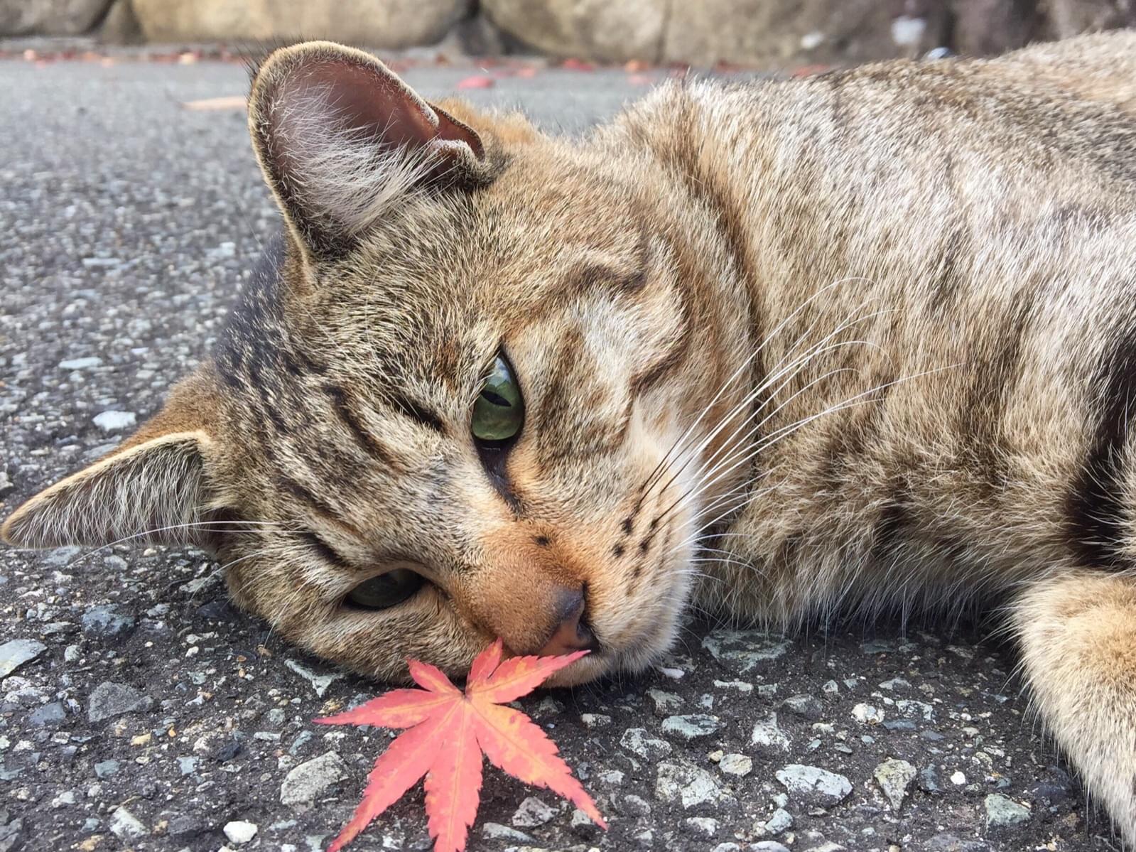 ポンちゃん ポンちゃん