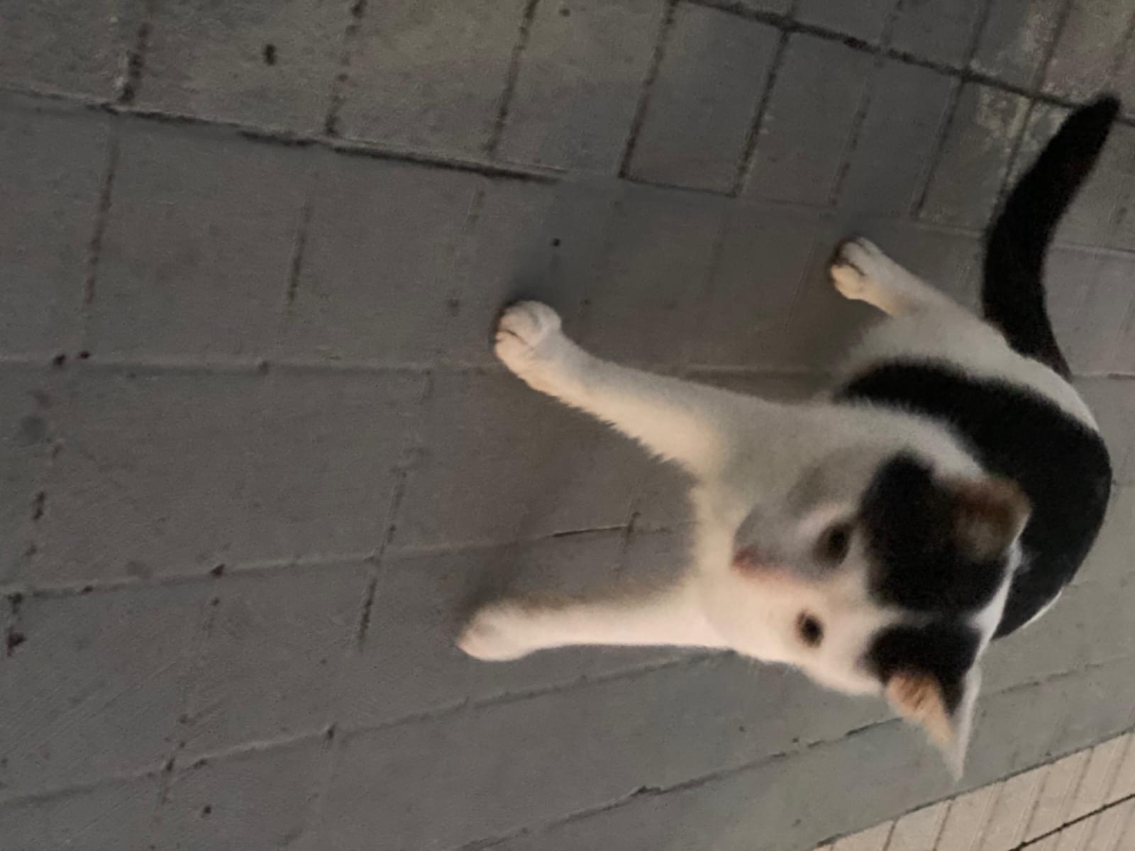 目撃された猫 目撃された猫