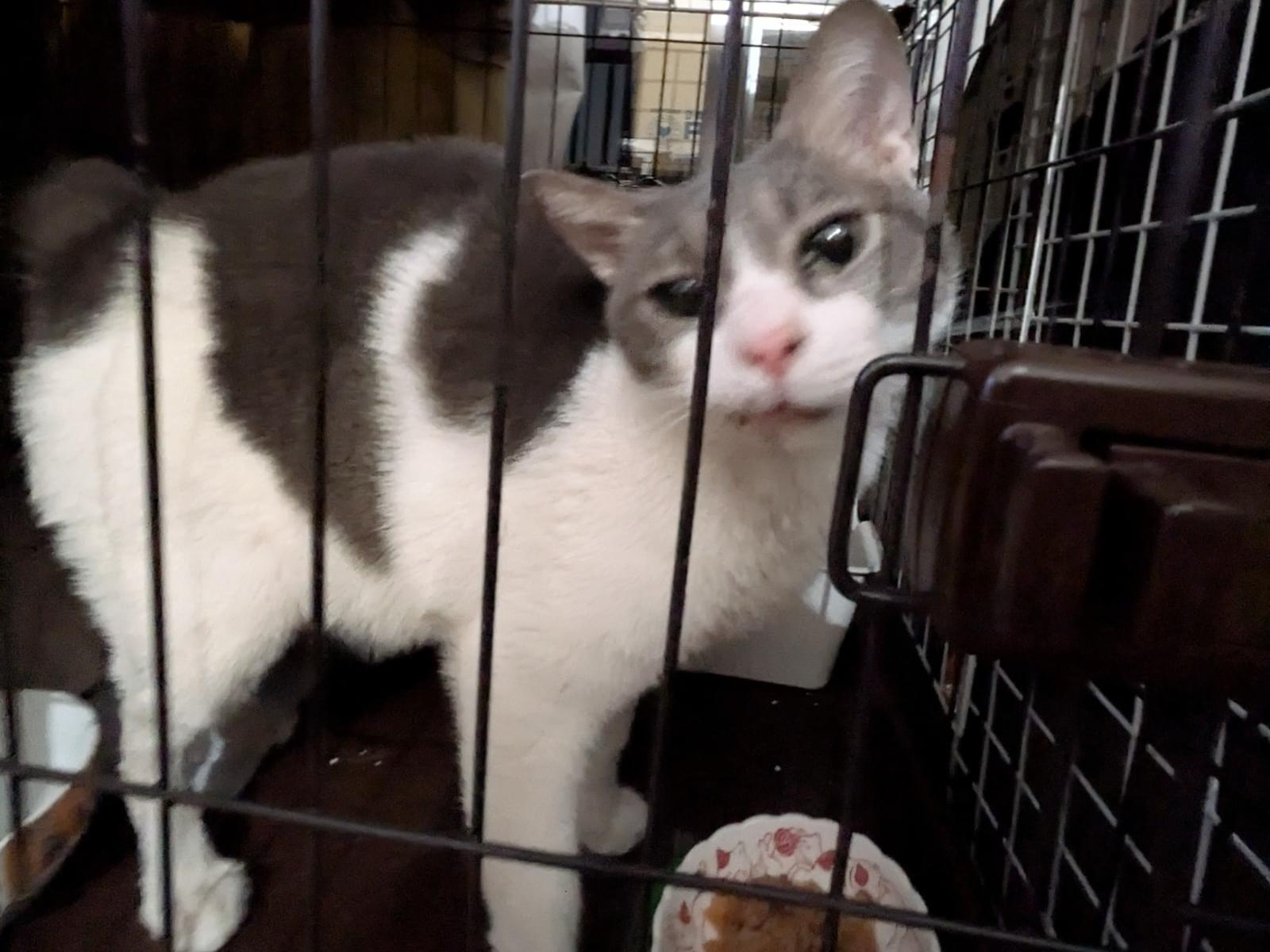 保護された猫 保護された猫
