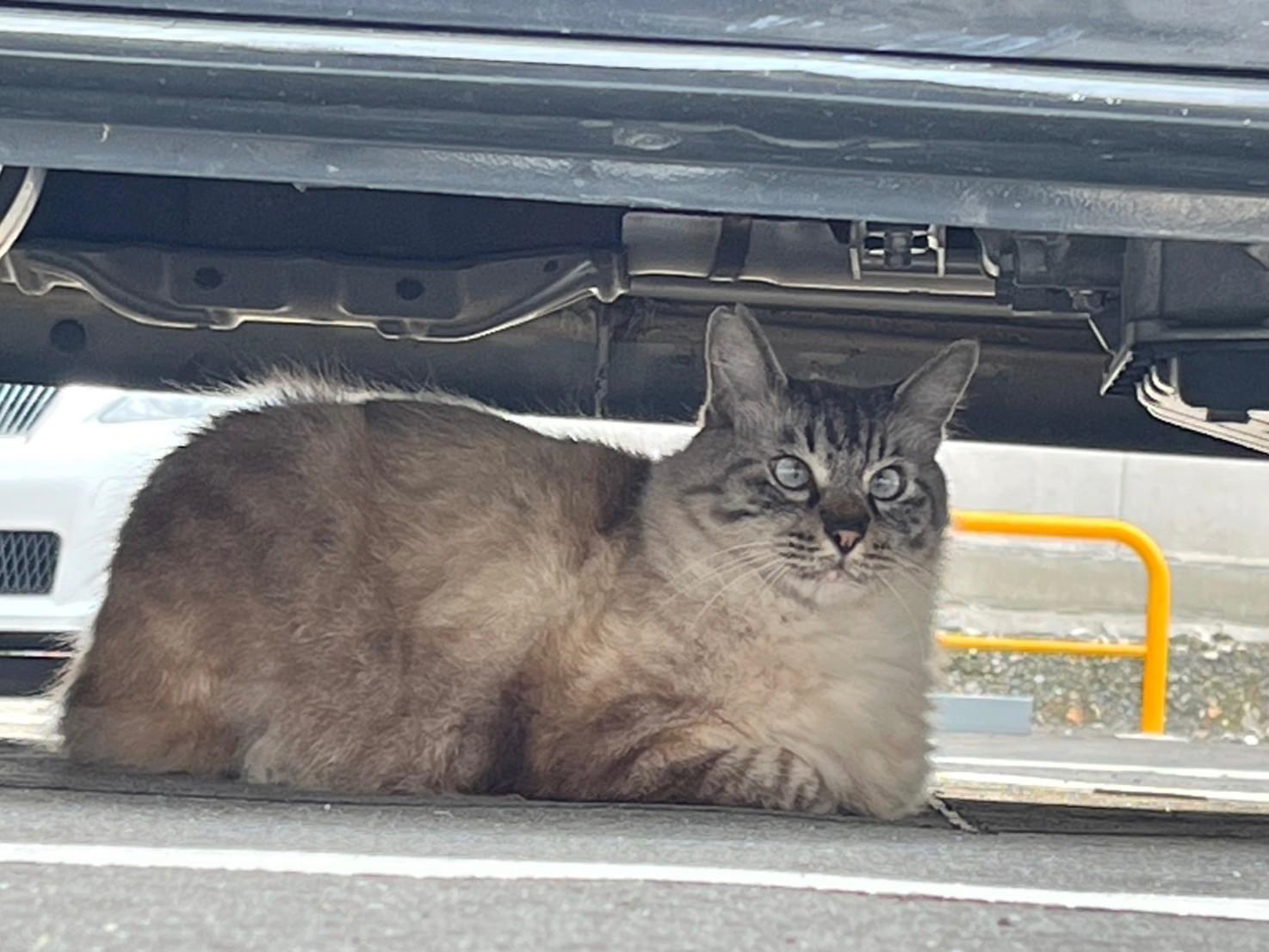 目撃された猫