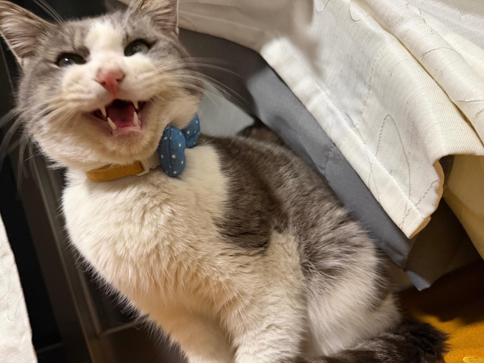 ニャロンちゃん ニャロンちゃん