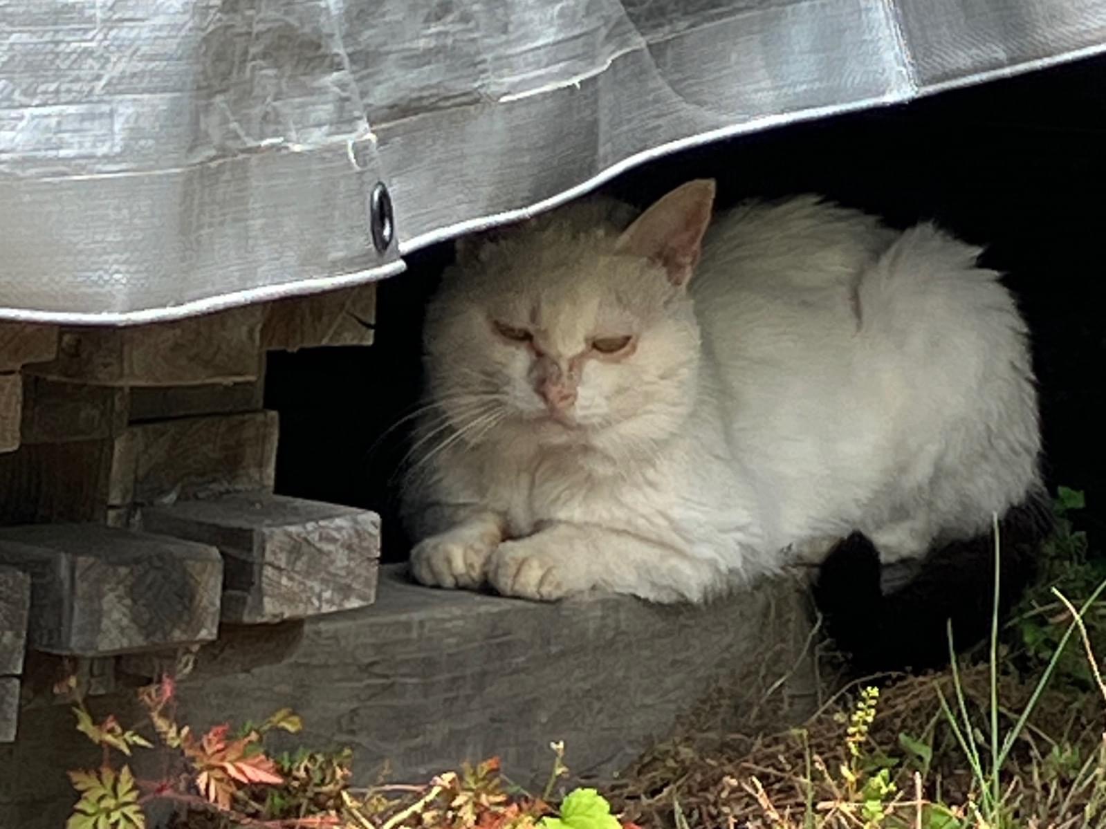 保護された猫 保護された猫