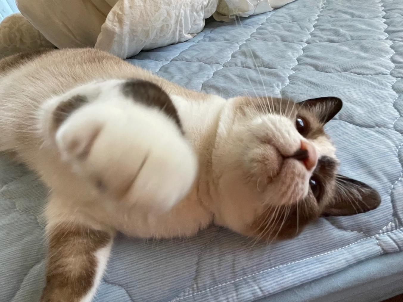 保護された猫 保護された猫