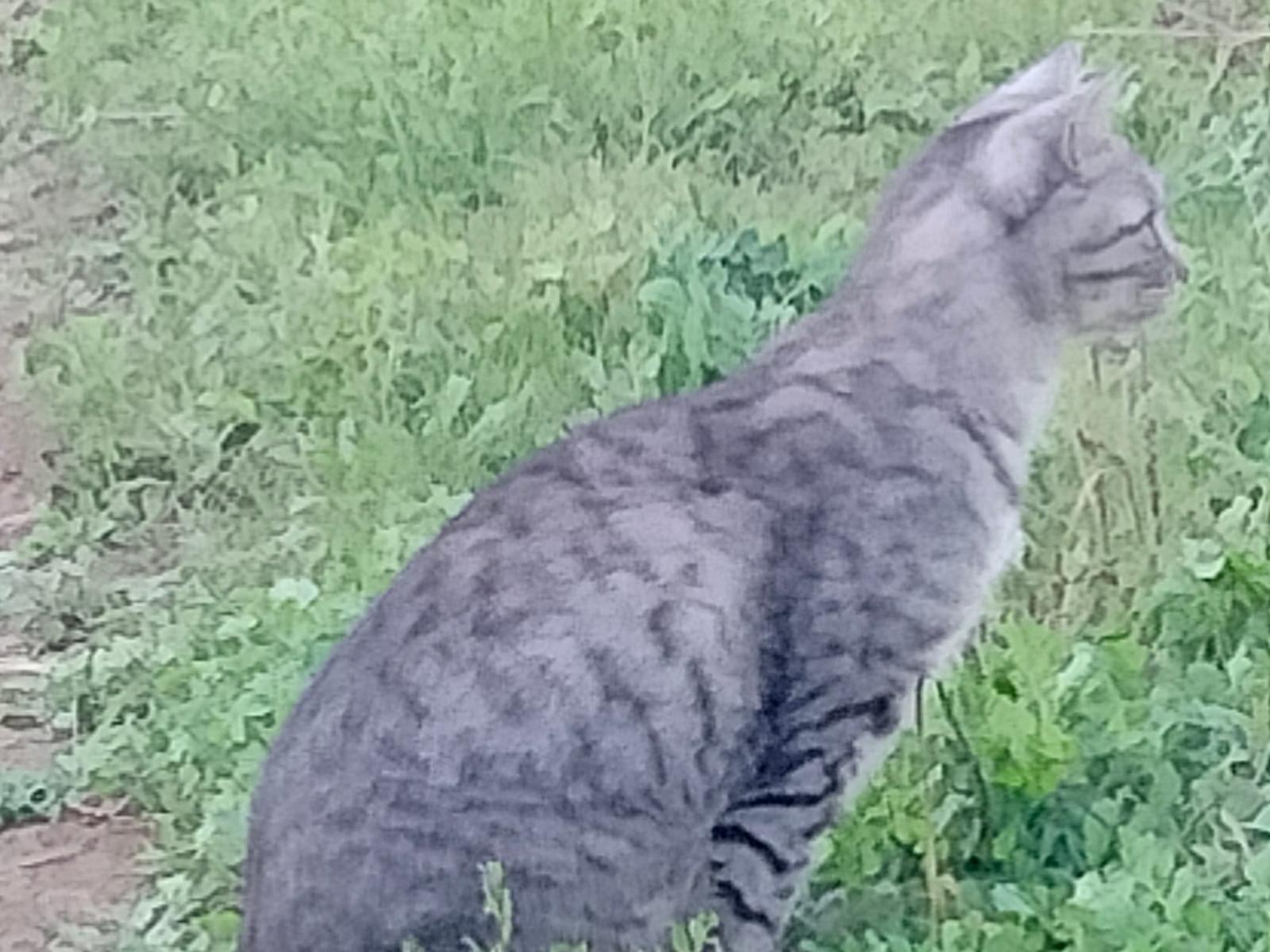 目撃された猫 目撃された猫