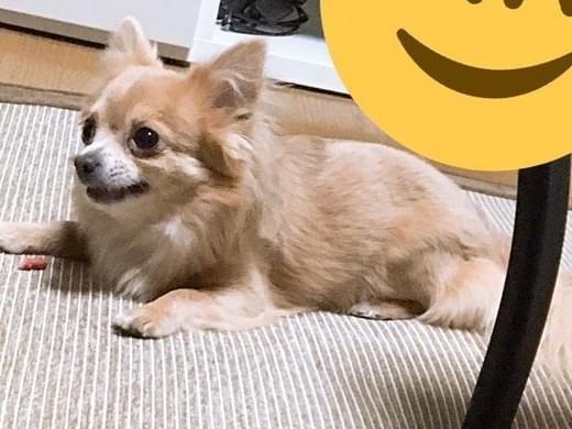 カイトちゃん カイトちゃん