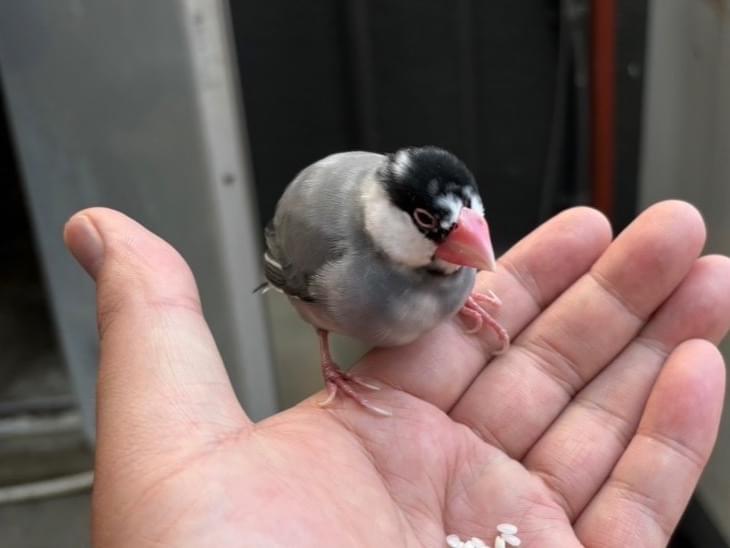 保護された鳥 保護された鳥