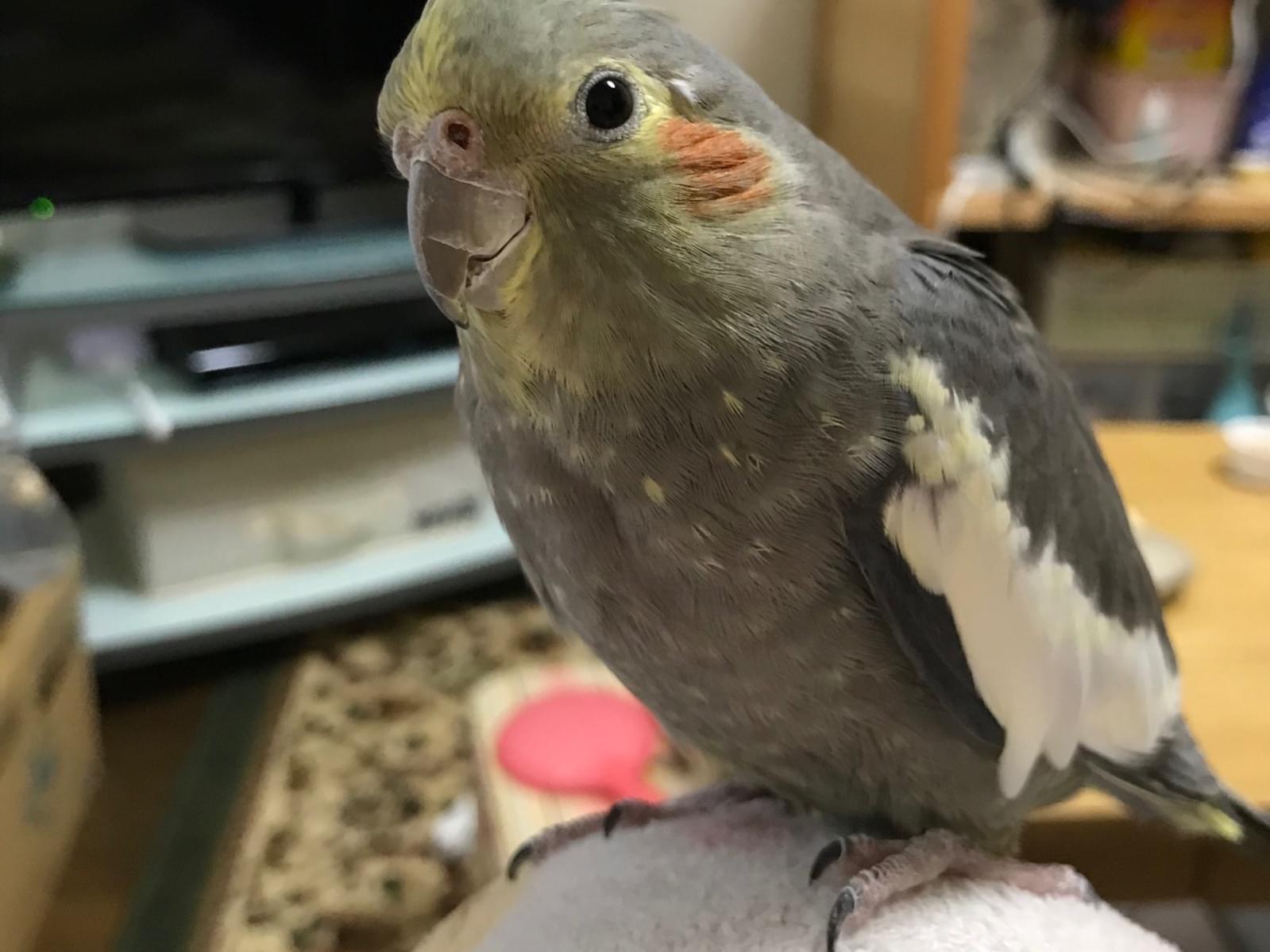 ジロちゃん ジロちゃん
