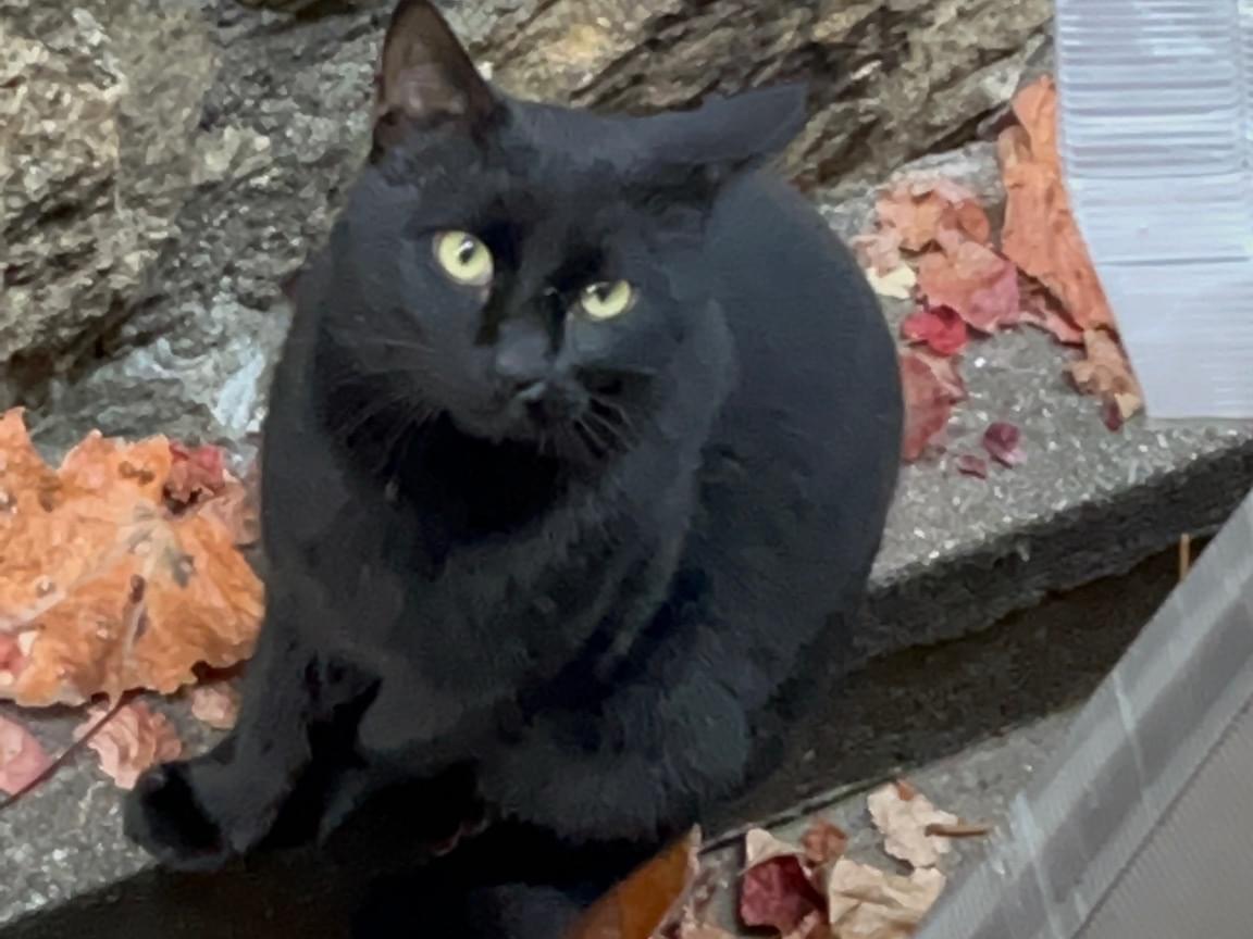 目撃された猫 目撃された猫