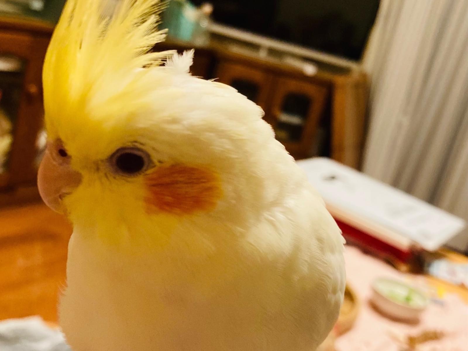 ももちゃん ももちゃん