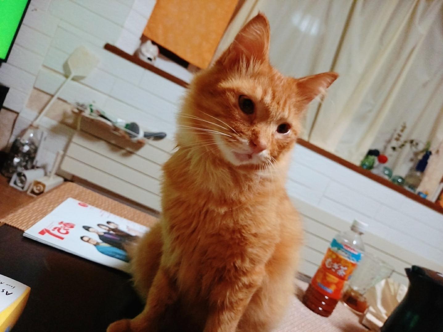 チミィちゃん チミィちゃん