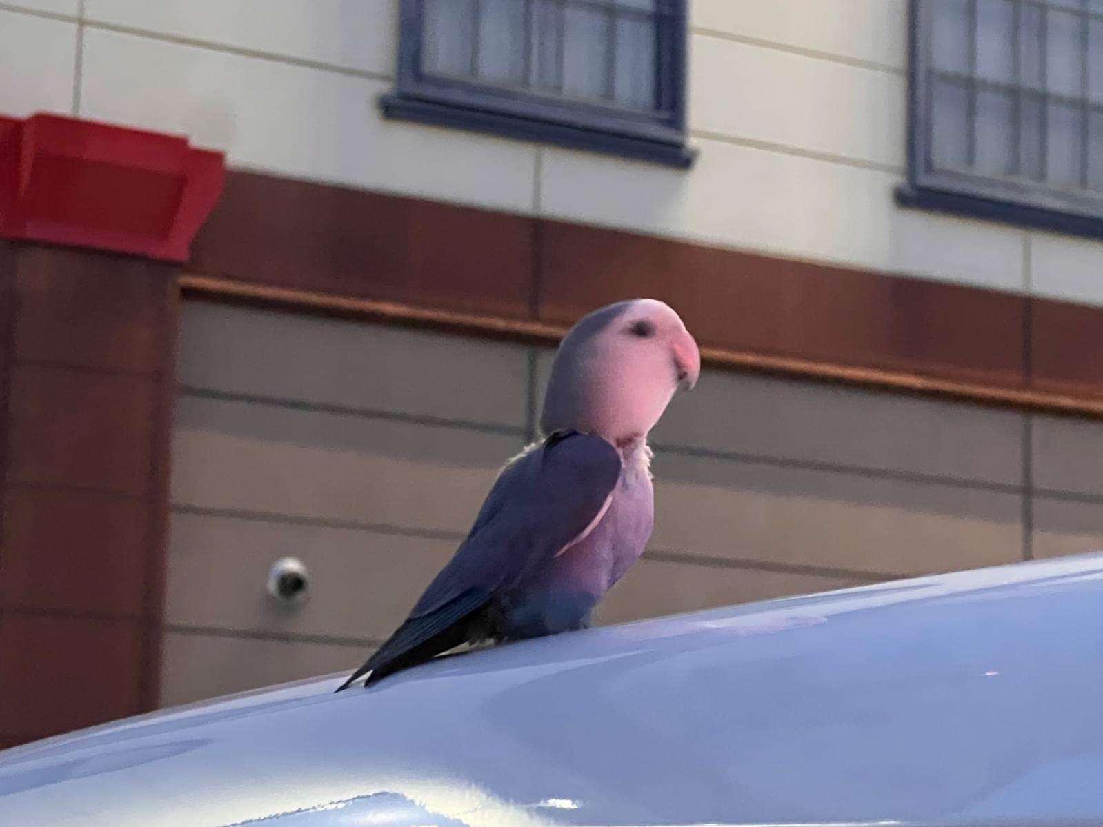 保護された鳥 保護された鳥