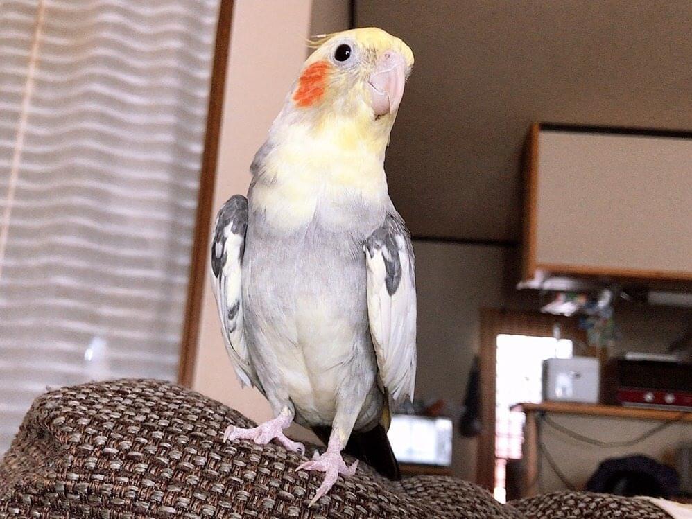 はなちゃん はなちゃん