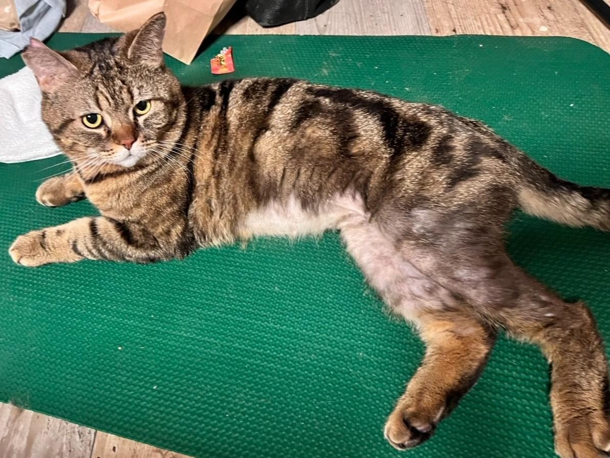 プップーちゃん プップーちゃん