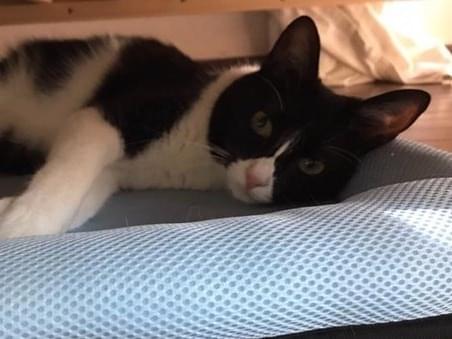 サツキちゃん サツキちゃん