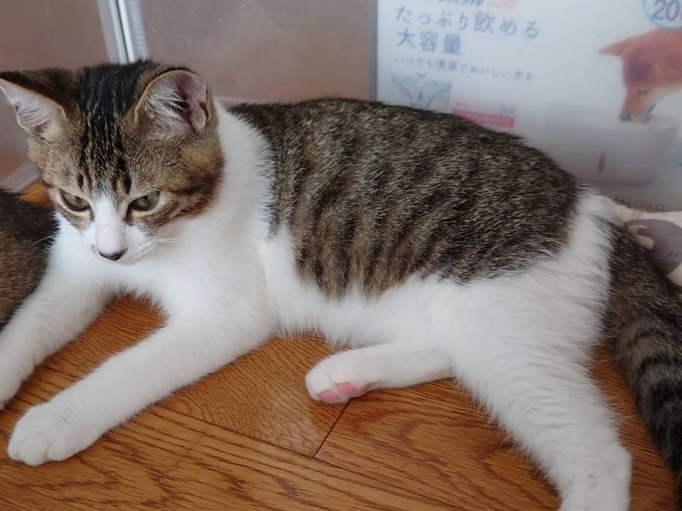 ばんかんちゃん ばんかんちゃん