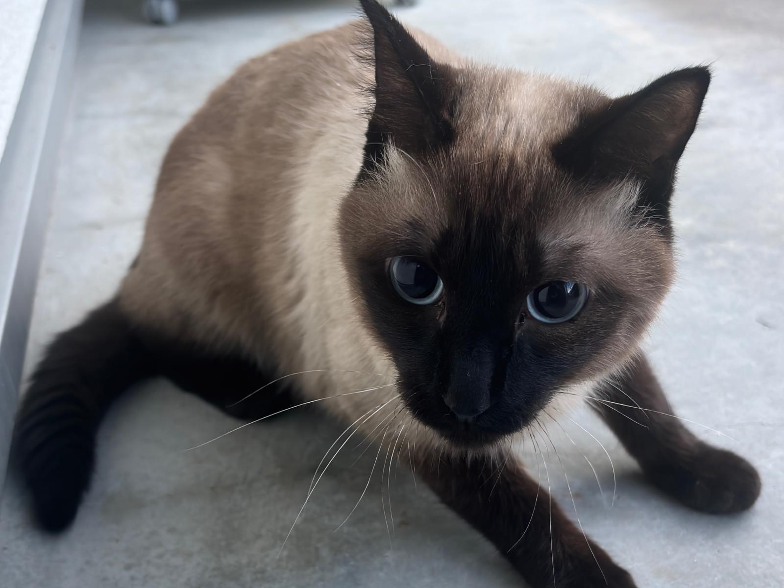 目撃された猫 目撃された猫