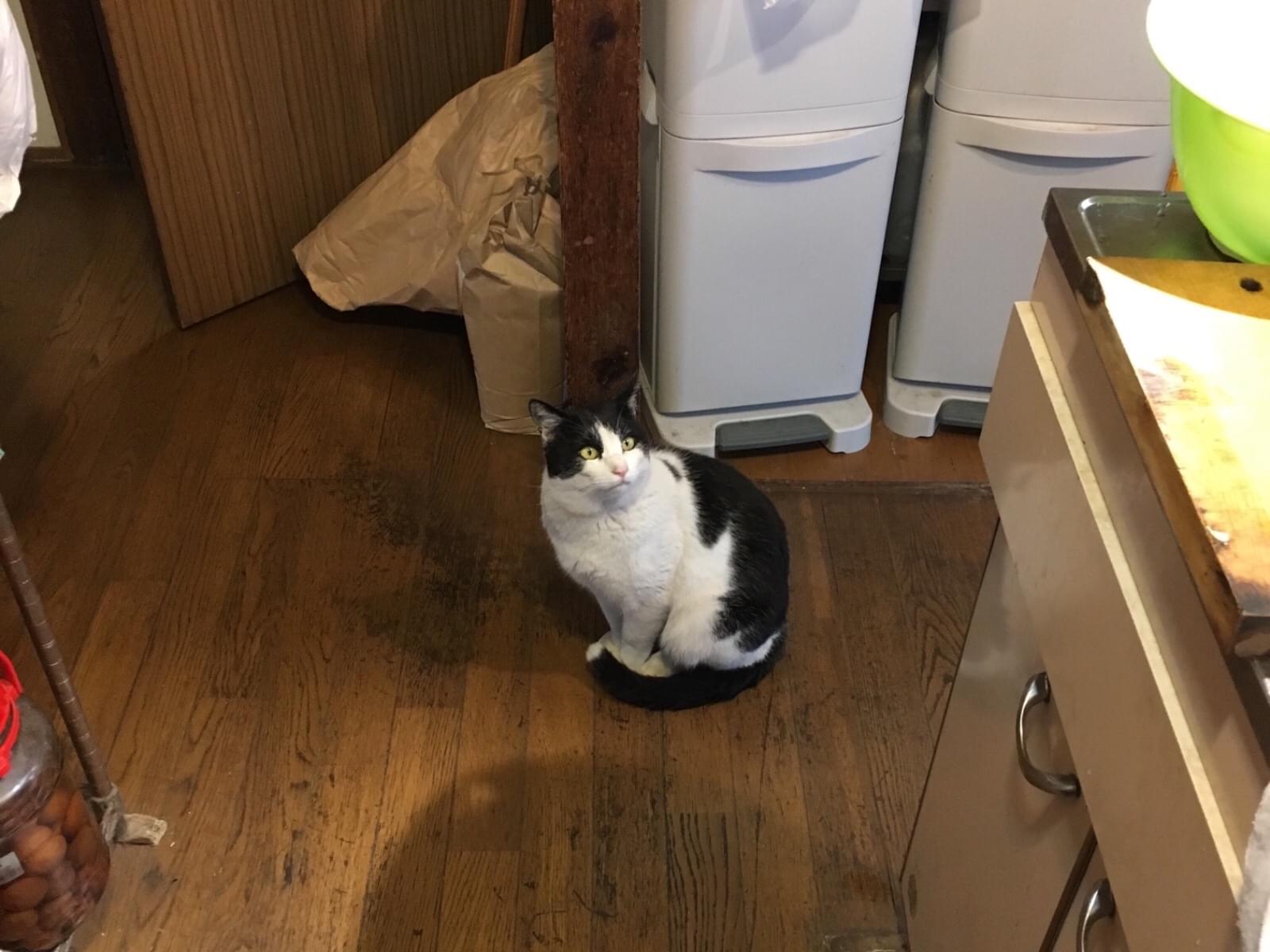 保護された猫 保護された猫