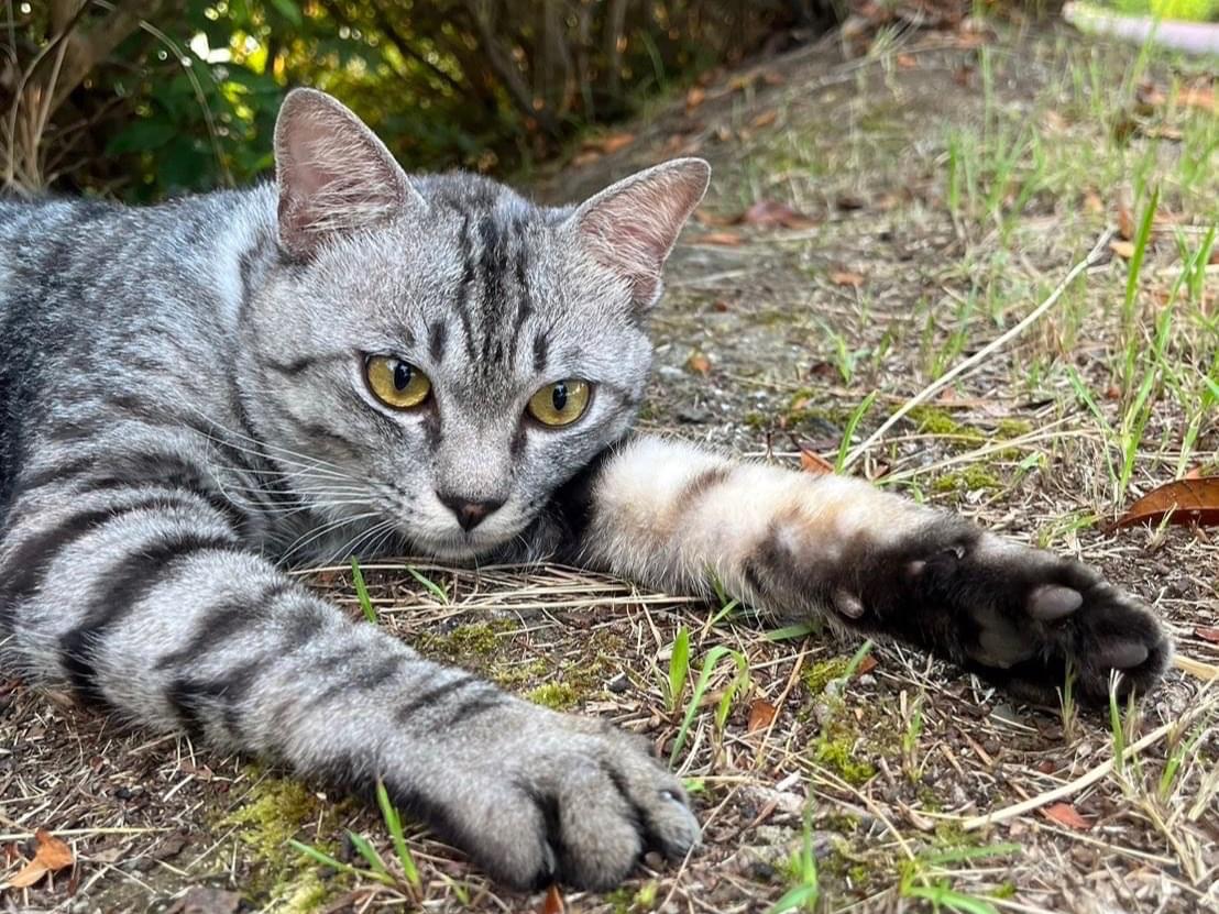 目撃された猫 目撃された猫