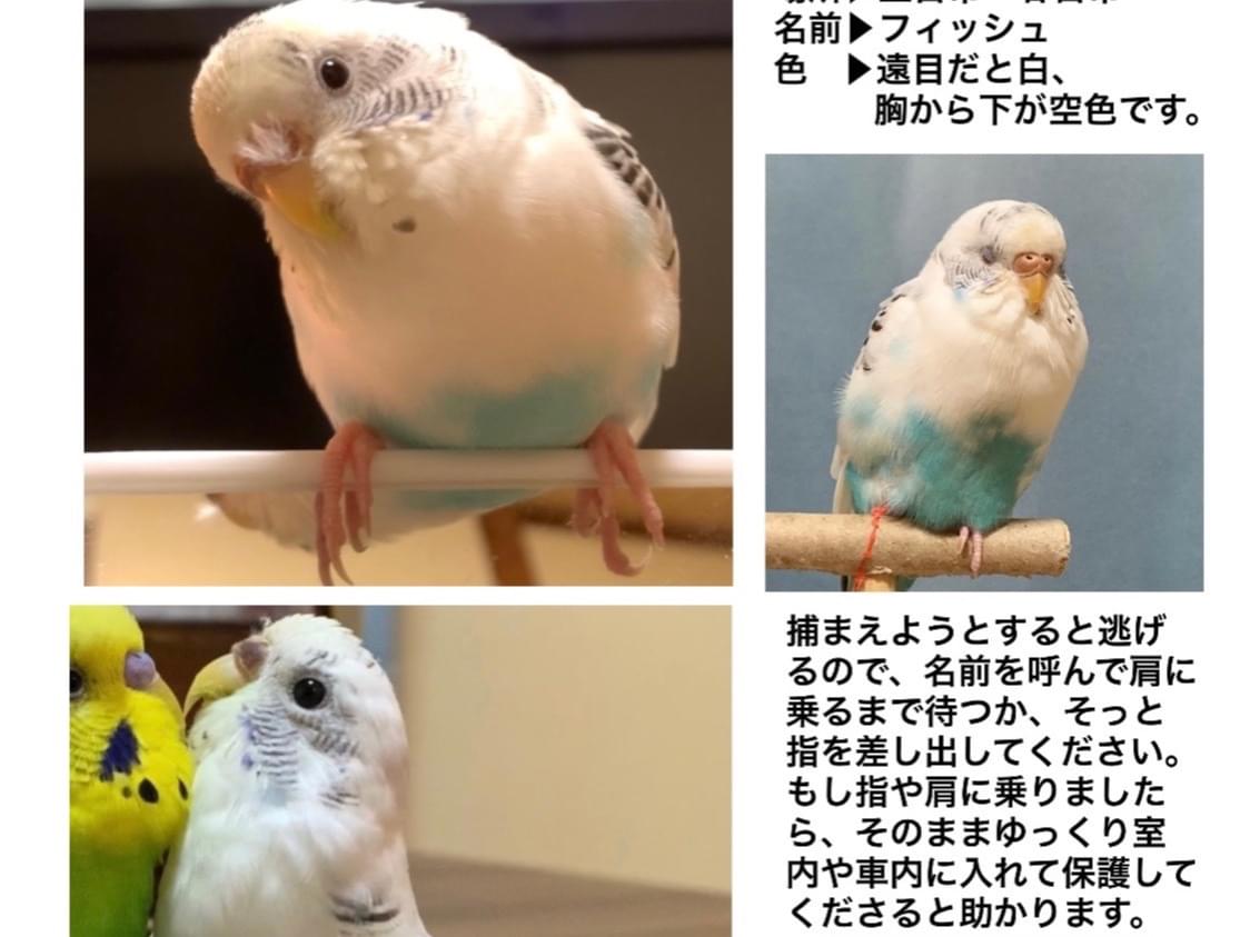 フィッシュちゃん フィッシュちゃん