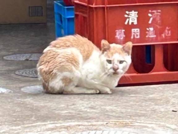 目撃された猫