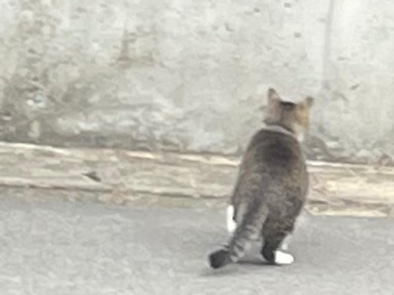 目撃された猫 目撃された猫