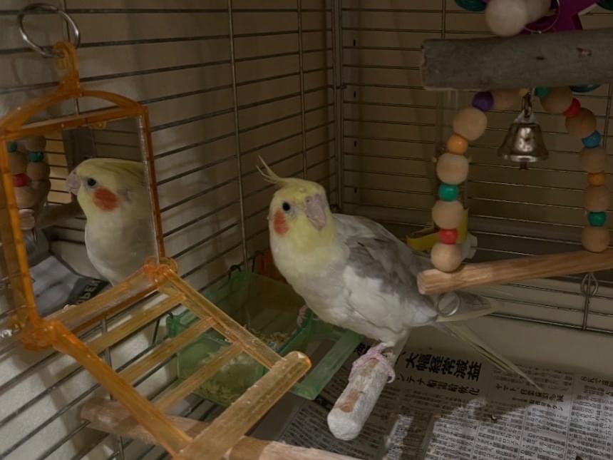 アマーマちゃん