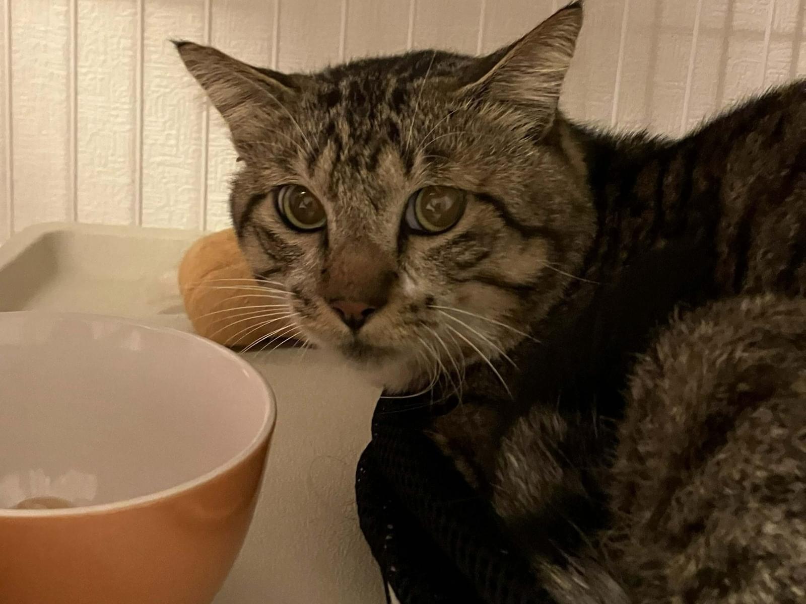 保護された猫 保護された猫