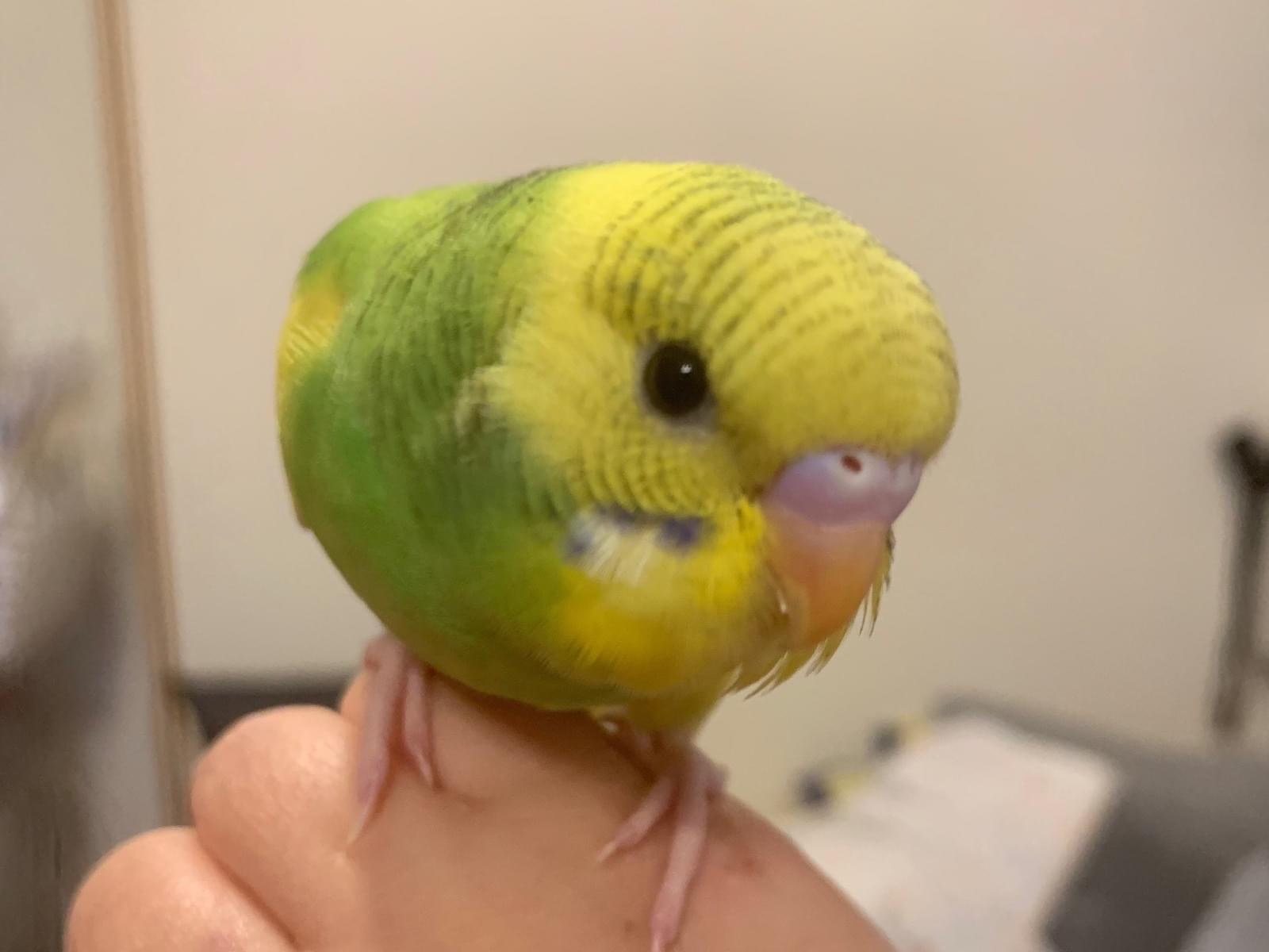 ハルちゃん