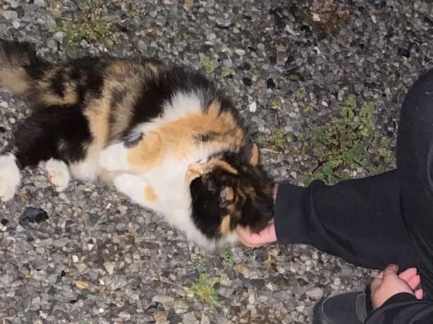 目撃された猫 目撃された猫