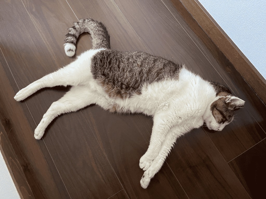 やせねこ 痩せた老猫