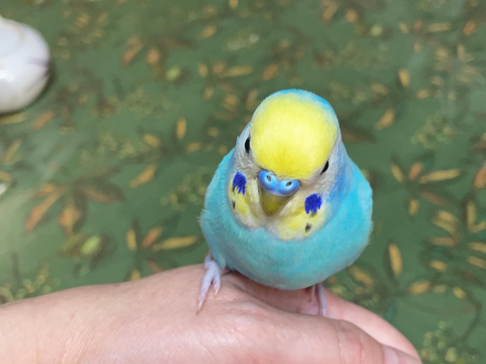 ココちゃん ココちゃん