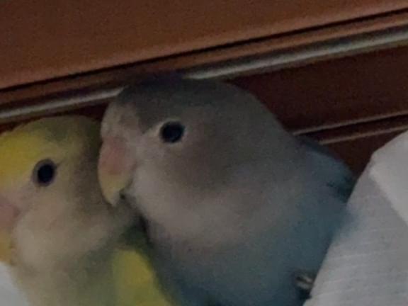 ぽんずちゃん ぽんずちゃん