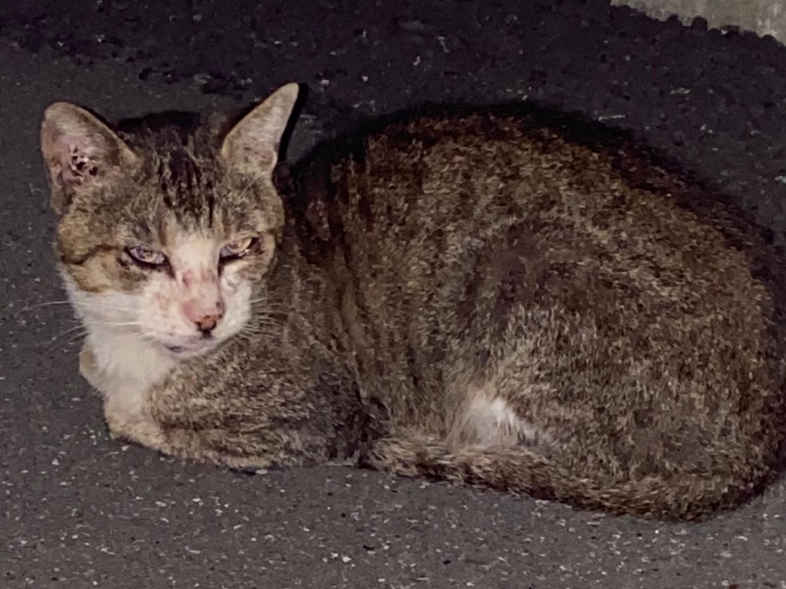 目撃された猫 目撃された猫