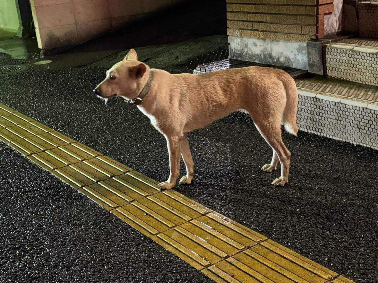 目撃された犬 目撃された犬