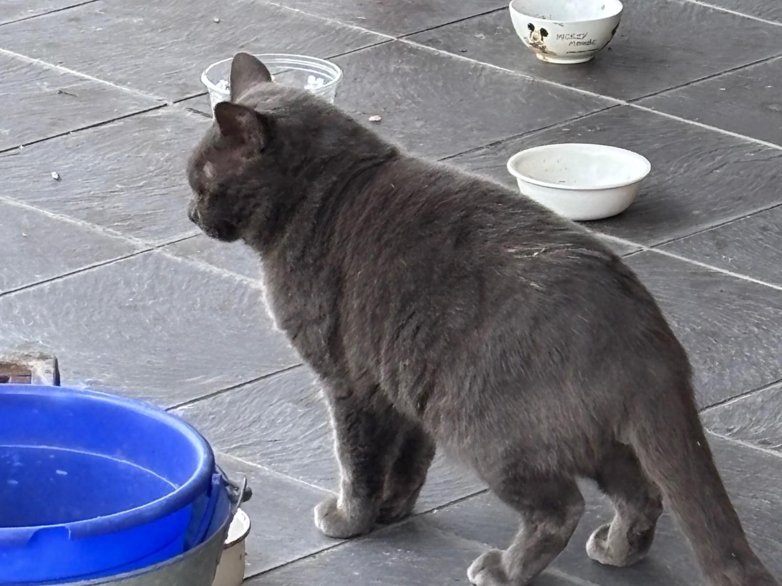 目撃された猫 目撃された猫