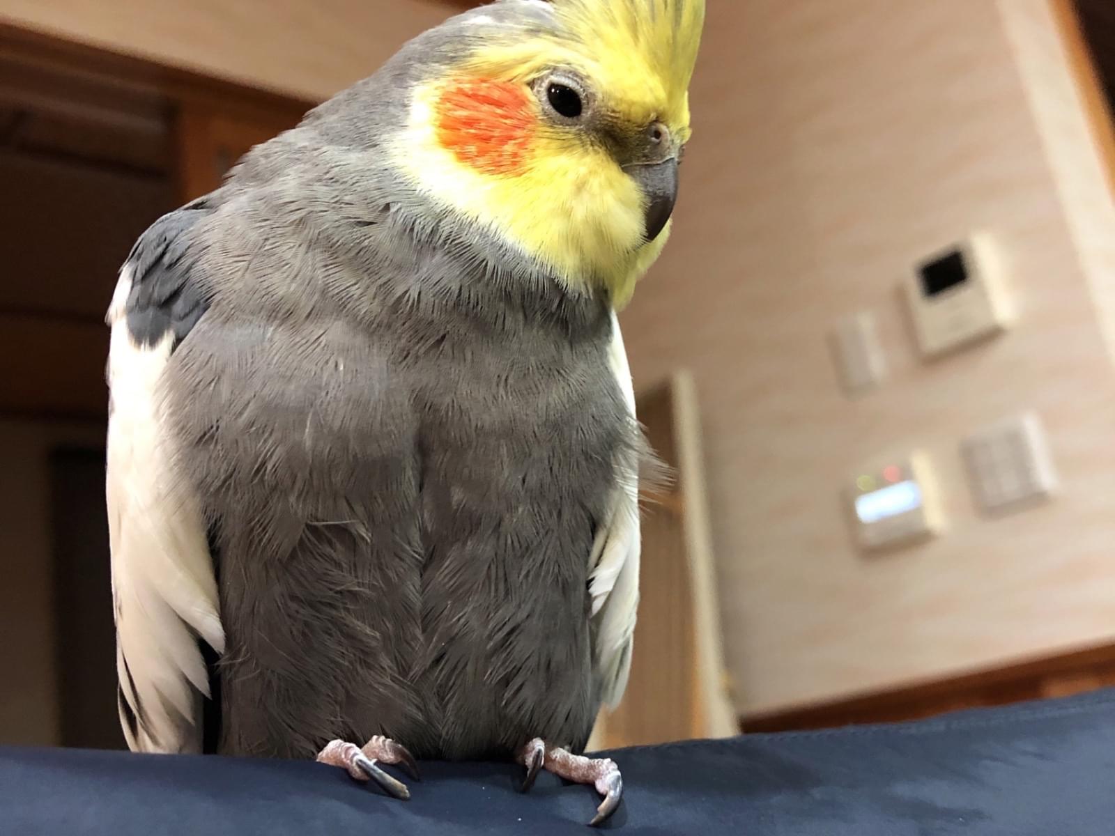 キットちゃん キットちゃん