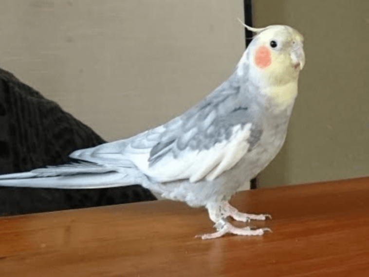 はるちゃん はるちゃん