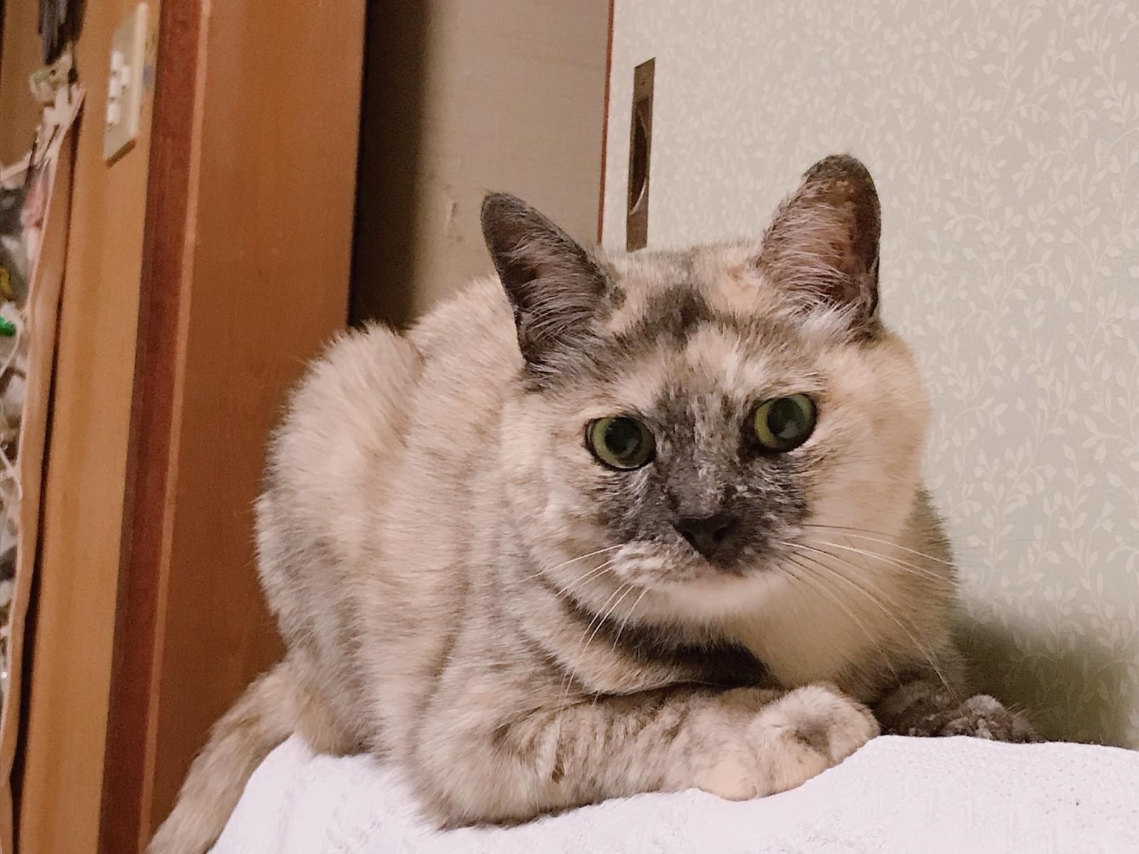 キルちゃん キルちゃん