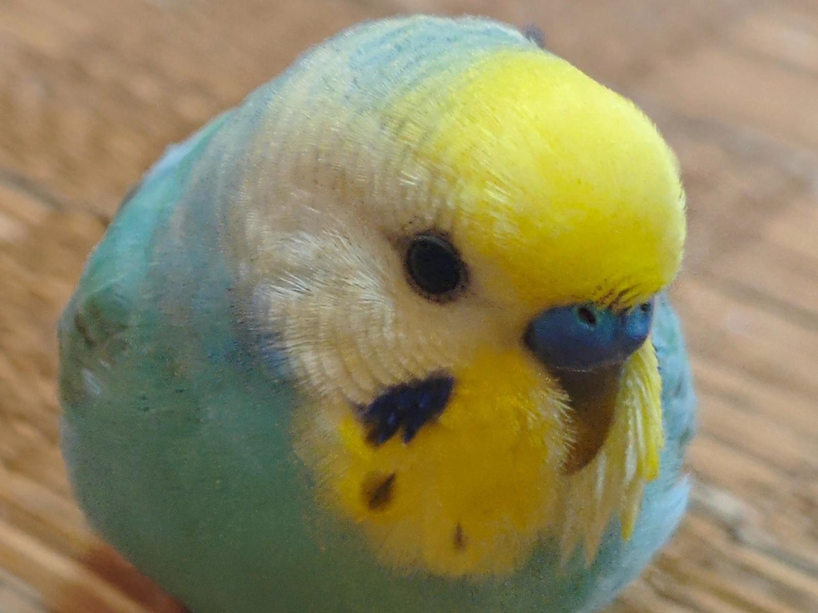 こはくちゃん こはくちゃん